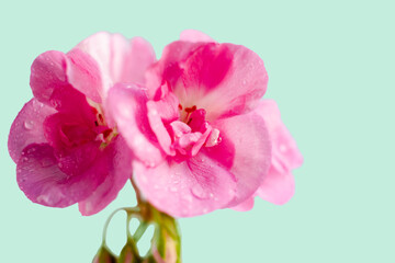 Pink flower of geranium, pelargonium on green background