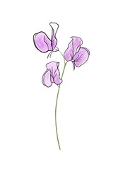 Sweet pea, April flower, simple garden flower, pink flower, packaging design 