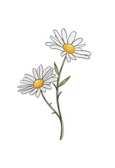 Daisy digital art, white Daisy flower 