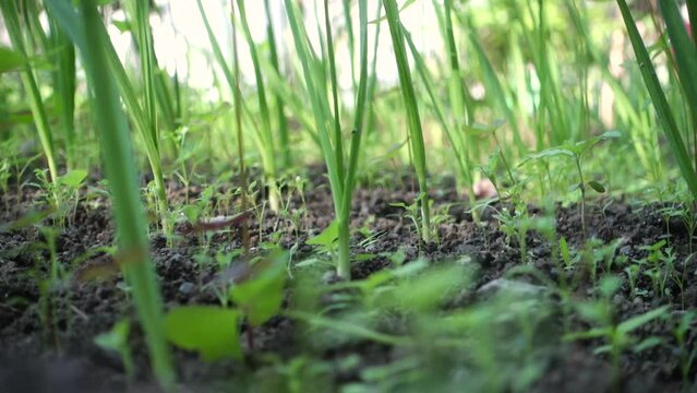 Slow moving camera sideways in a harvest of garlic chives and pods in an organic Indian garden. Home grown green vegetable.