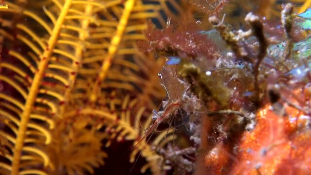 
Translucent Gorgonian Shrimp (Manipontonia psamathe) - Macro - Philippines