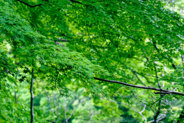 Fototapeta premium 初夏 楓