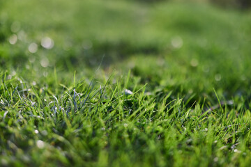 View of young green grass in a park, taken close-up with a beautiful blurring of the background. Screensaver photo
