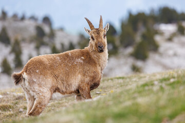 Ibex in mountain landscape  with snow in Vercors, France