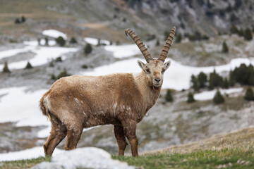 Fototapeta premium Ibex in mountain landscape with snow in Vercors, France