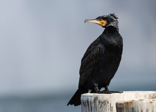 Great cormorant, Phalacrocorax carbo, standing peacefully on a pylon