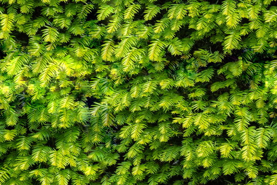 Seamless background of close up on taxus baccata evergereen hedge