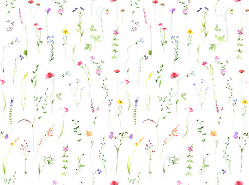 Watercolor Meadow Wildflowers Seamless Pattern, White Background. Spring, Summer Garden. Botanical Design. Floral Wallpapers, Postcards, Wrappers, Greeting Cards, Wedding Invitations