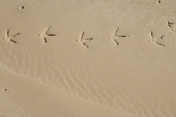 Heron tracks on the sand. Langue de Barbarie National Park. Senegal River. Saint-Louis. Senegal.