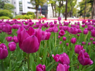 Obraz premium the beautiful tulip garden in yokohama, Japan