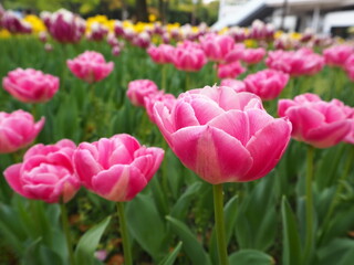 the beautiful tulip garden in yokohama, Japan