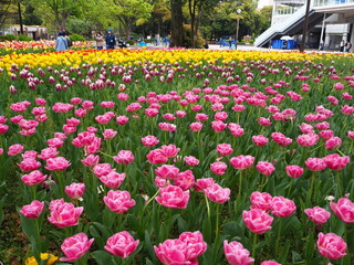the beautiful tulip garden in yokohama, Japan