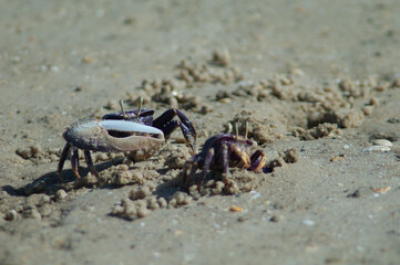 Male and female of fiddler crab Afruca tangeri. Langue de Barbarie National Park. Senegal River....