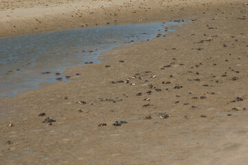 Fiddler crabs Afruca tangeri in the Senegal River. Langue de Barbarie National Park. Saint-Louis. Senegal.