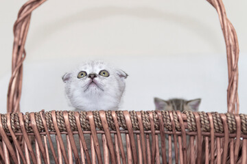 cute cats playing in brown basket. scottish fold, scottish straight