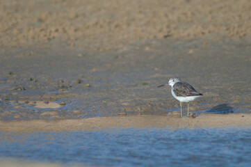 Common greenshank Tringa nebularia. Senegal River. Langue de Barbarie National Park. Saint-Louis. Senegal.