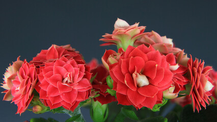 beautiful macro of a flower, kalanchoe