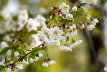 Spring blooming fruit trees, white flowers, nice sunny weather