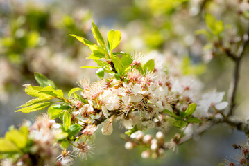 Spring blooming fruit trees, nice sunny weather