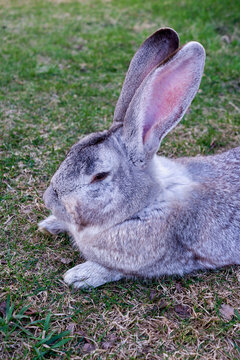 a grey rabbit resting in the grass
