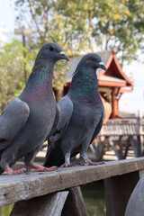 pigeons in the park