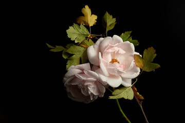 pink rose and green leaves on a black background, close-up, studio shot.