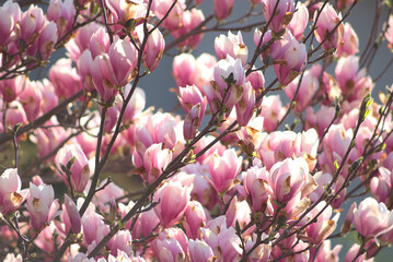 Branches with pink magnolia flowers. Blooming magnolia in the morning light.