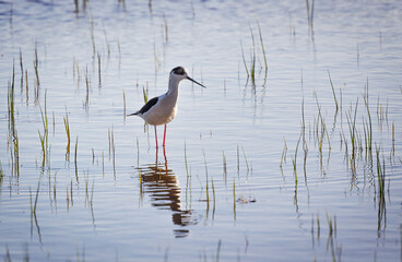 Black-Winged Stilt Spotted at Aiguamolls de l'Emporda, Catalonia