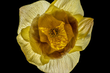 Magnificent yellow globe flower (Trollius europaeus). The photo was captured after a rain shower. Some raindrops are still clinging to the petals.