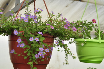 Flowers for the garden. Beautiful garden flowers in pots. Cache-pot with flowers.