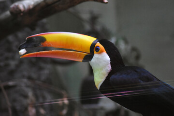 toucan on a tree