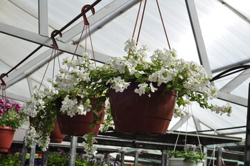 Flowers for the garden. Beautiful garden flowers in pots. Cache-pot with flowers.