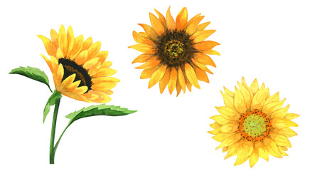 Sunflower watercolor illustrations, isolated set, bright yellow orange colors