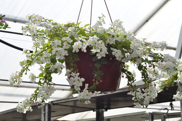 Flowers for the garden. Beautiful garden flowers in pots. Cache-pot with flowers.