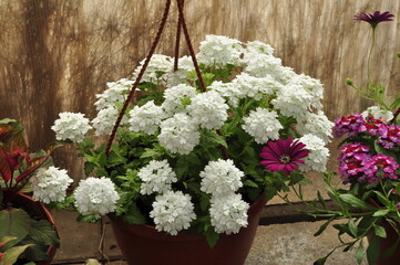 Flowers for the garden. Beautiful garden flowers in pots. Cache-pot with flowers.