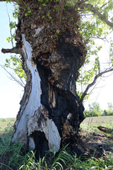 Fototapeta premium Huge tree with damaged bark. The tree was scorched by a lightning strike.