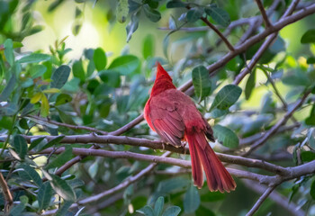 red cardinal in the tree