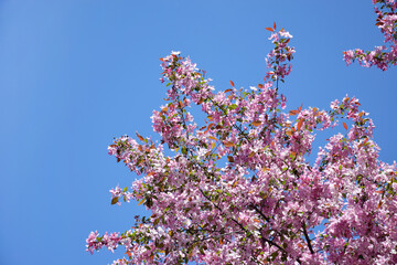 Pink apple tree flowers against a blue sky.