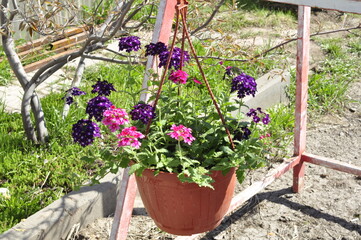 Flowers for the garden. Beautiful garden flowers in pots. Cache-pot with flowers.