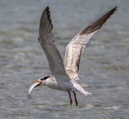 Tern in flight