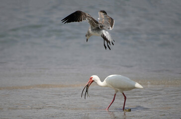 American White Ibis
