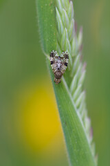 Tephritis matricariae - Tephritis matricariae - Tephrite matricaire