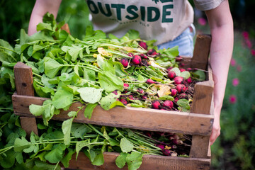 Woman harvests radish from her garden. Young beautiful brunette woman in a garding wearing a summer