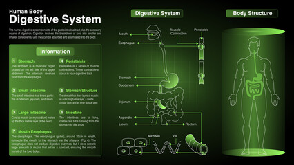 Obraz premium Vector Diagrams of Cardiovascular System: Function, Organs and Anatomy