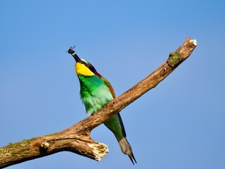 Bee-Eater
