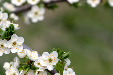 White flowers of cherry blossoms in spring. Selective focus. Copy space.