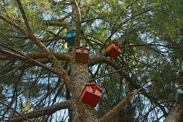 Birdhouses fixed on pine tree