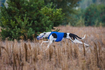 Naklejka na ściany i meble The Race of greyhound. Field coursing competition