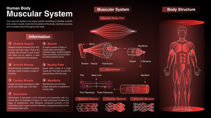 Vector Diagrams of Human Body Muscular System: Function, Organs and Anatomy