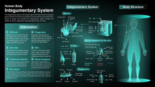 Vector Diagrams of Integumentary System: Function, Organs and Anatomy